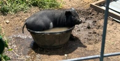 IPP pig sitting in it's water bowl