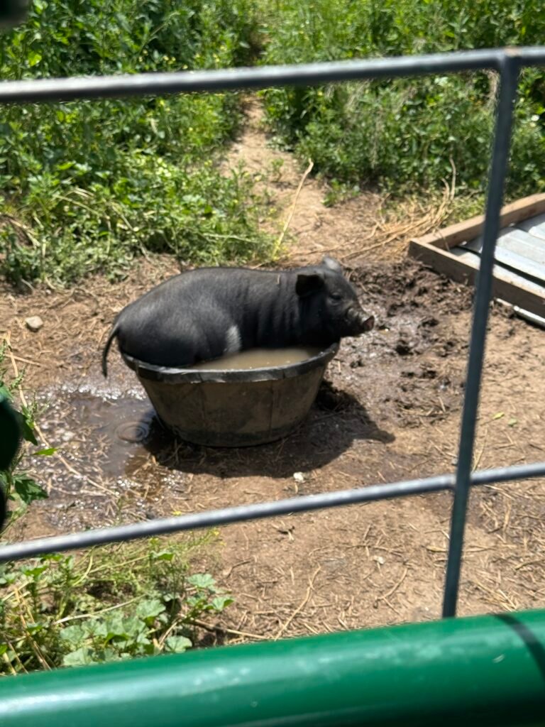 IPP pig sitting in it's water bowl