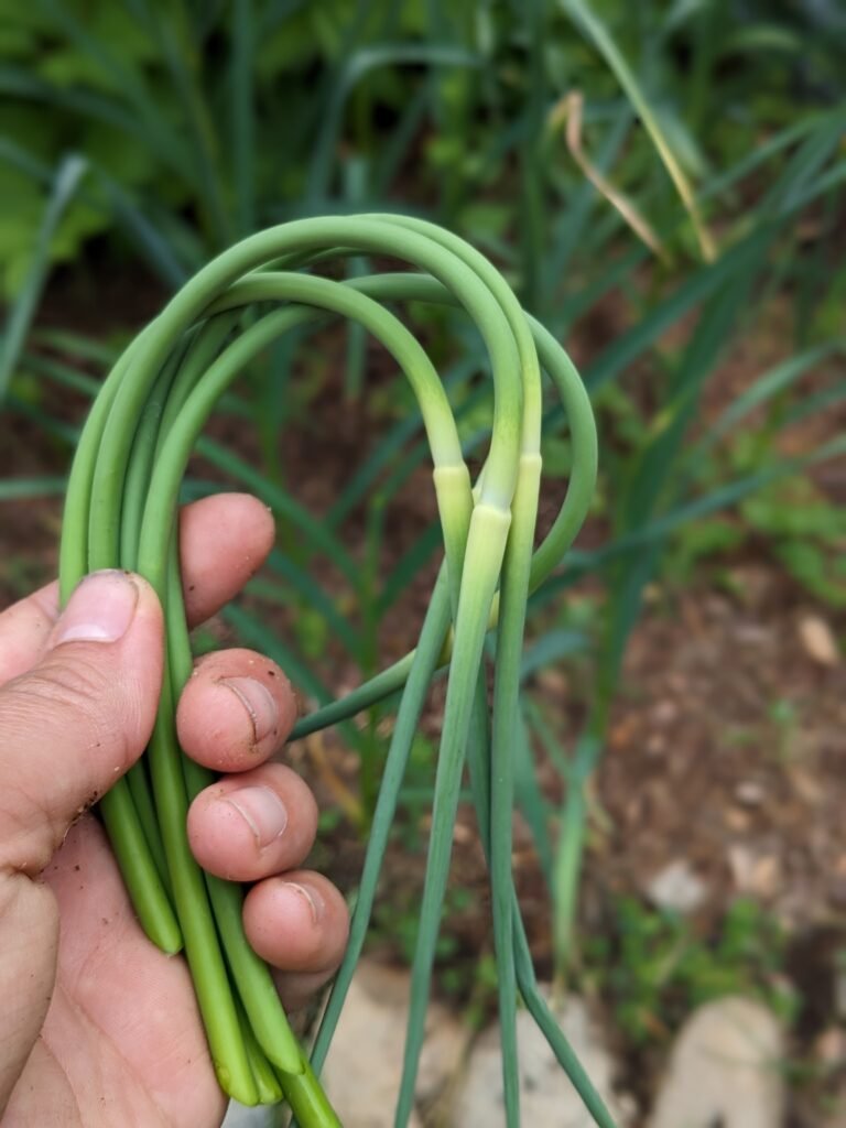 A handful of freshly cut garlic scapes