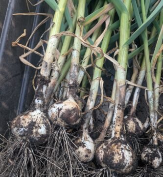 freshly harvested garlic bulbs