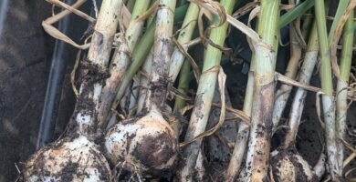 freshly harvested garlic bulbs