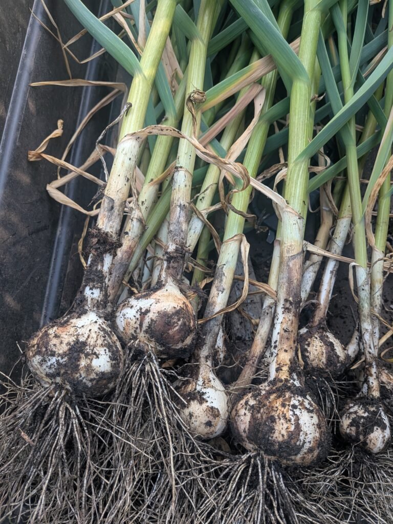 freshly harvested garlic bulbs