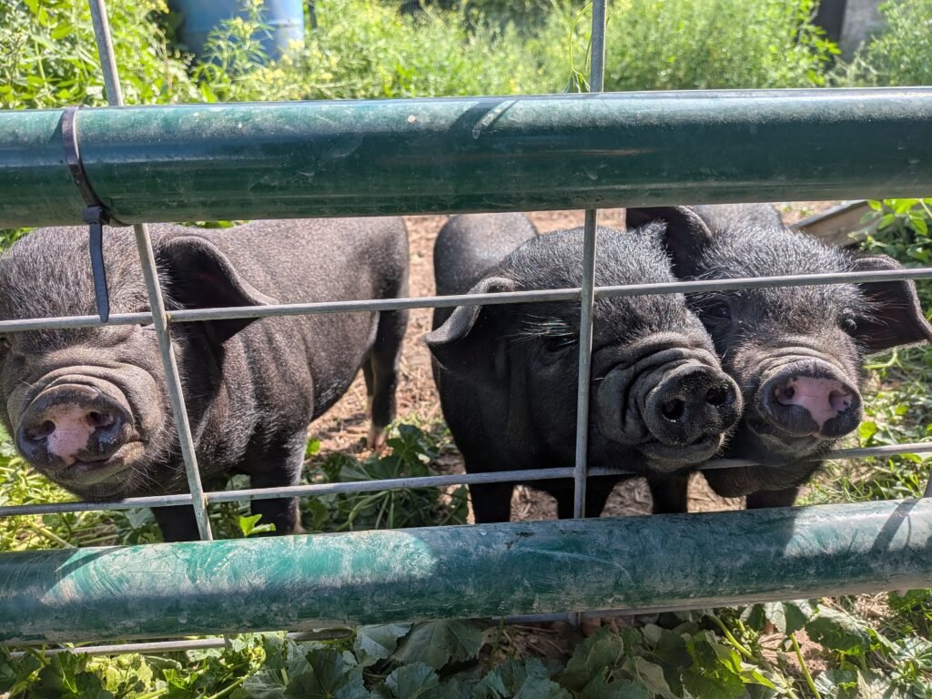Idaho Pasture Pigs on our homestead