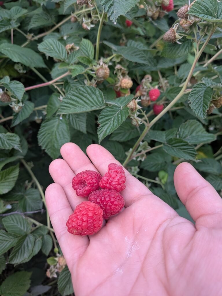 A handful of freshly picked raspberries