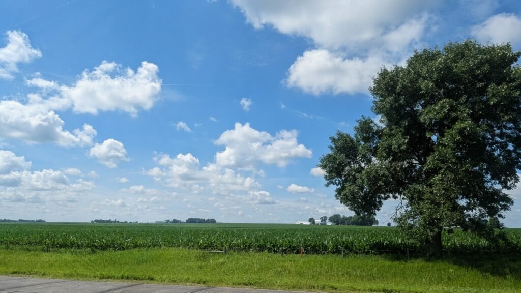 Corn field.