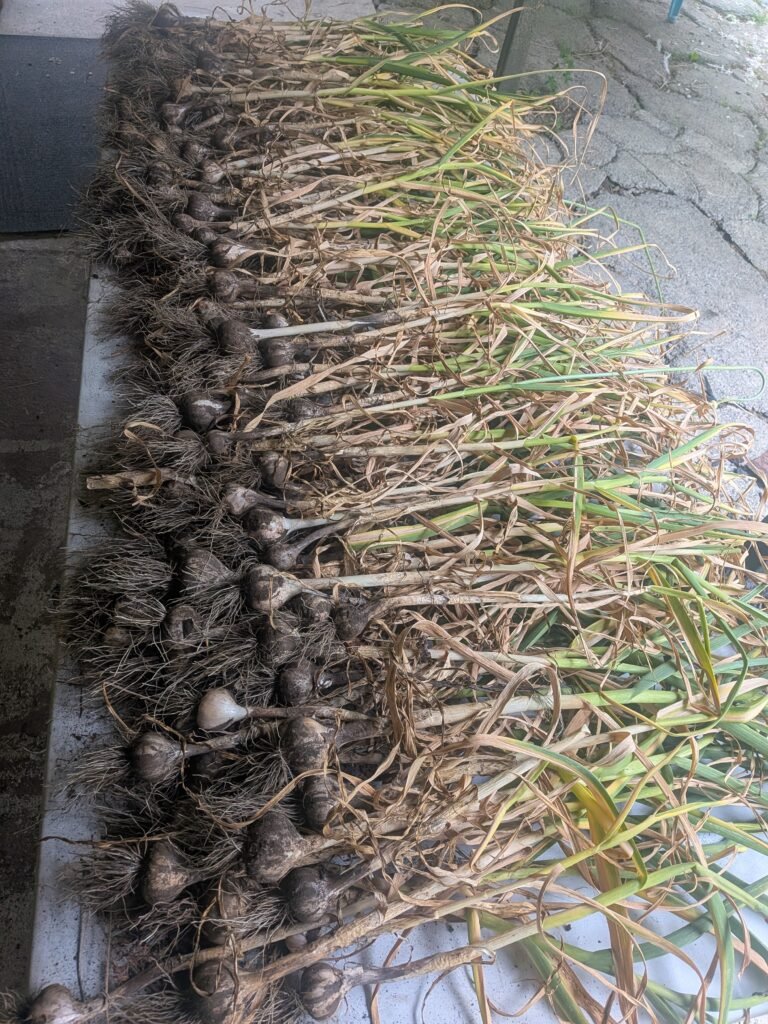 Harvested hard-necked garlic