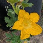 Garden blooms
