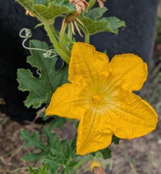 Garden blooms