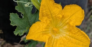 Garden blooms