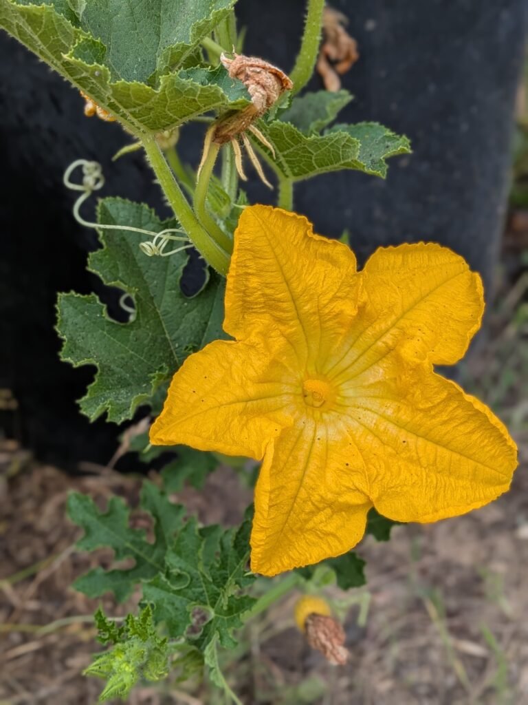 Garden blooms