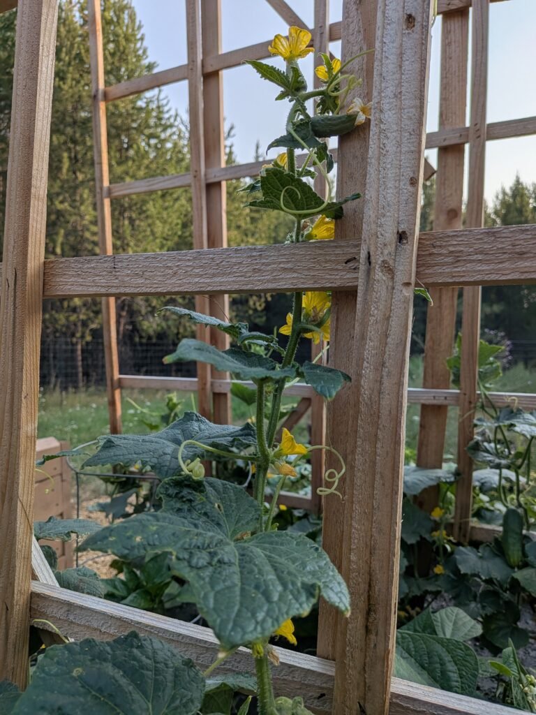 cucumber vine