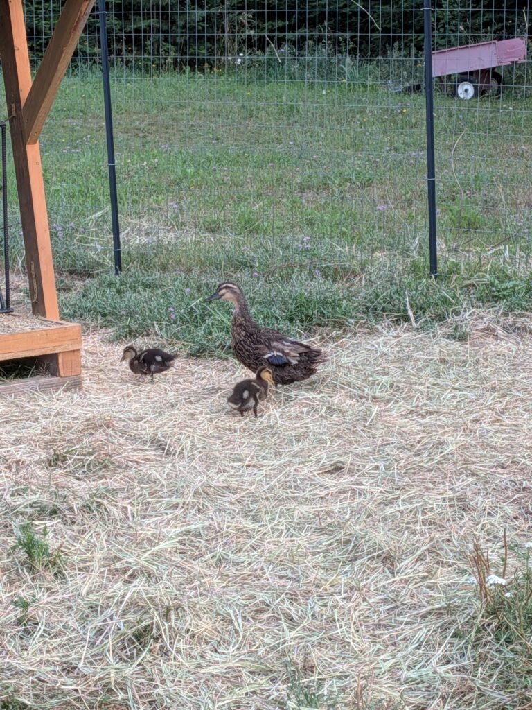 Duck and ducklings