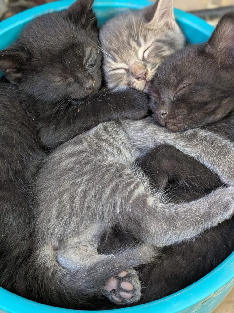 Kittens asleep in a bowl