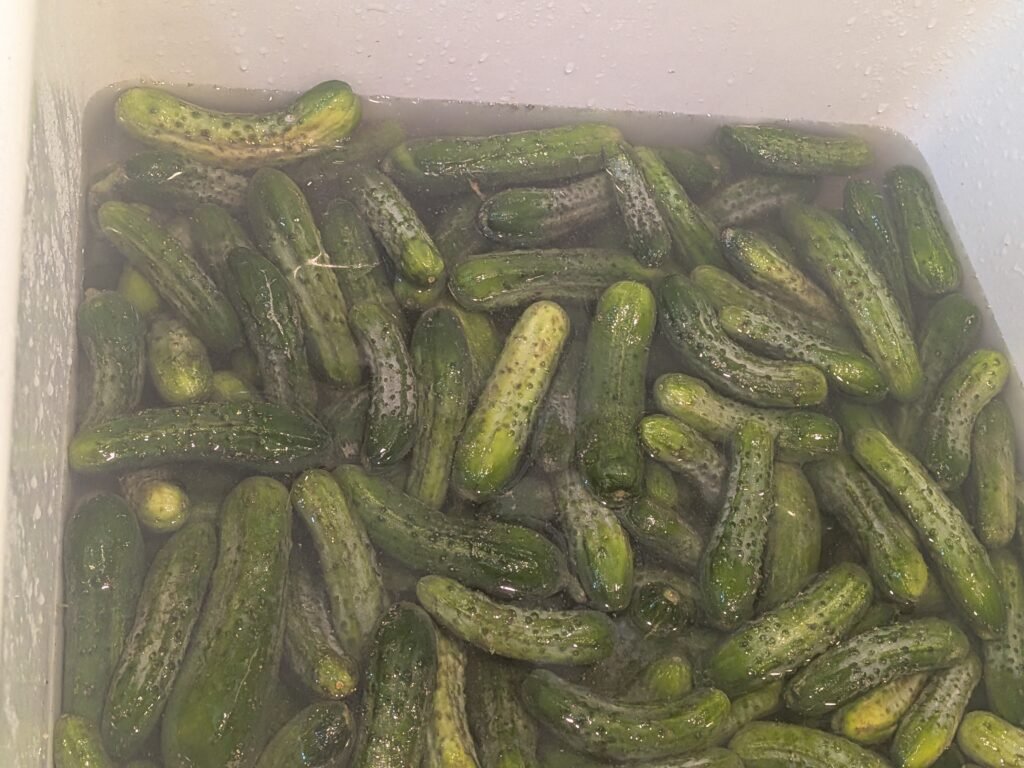 pickling cucumbers