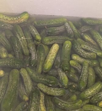pickling cucumbers