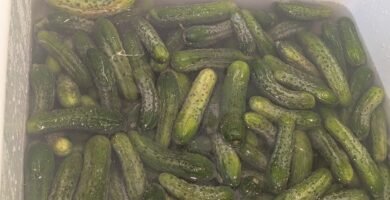 pickling cucumbers