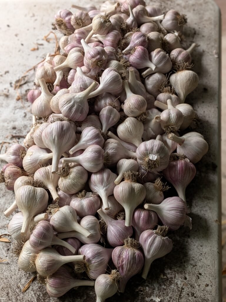 cured garlic bulbs