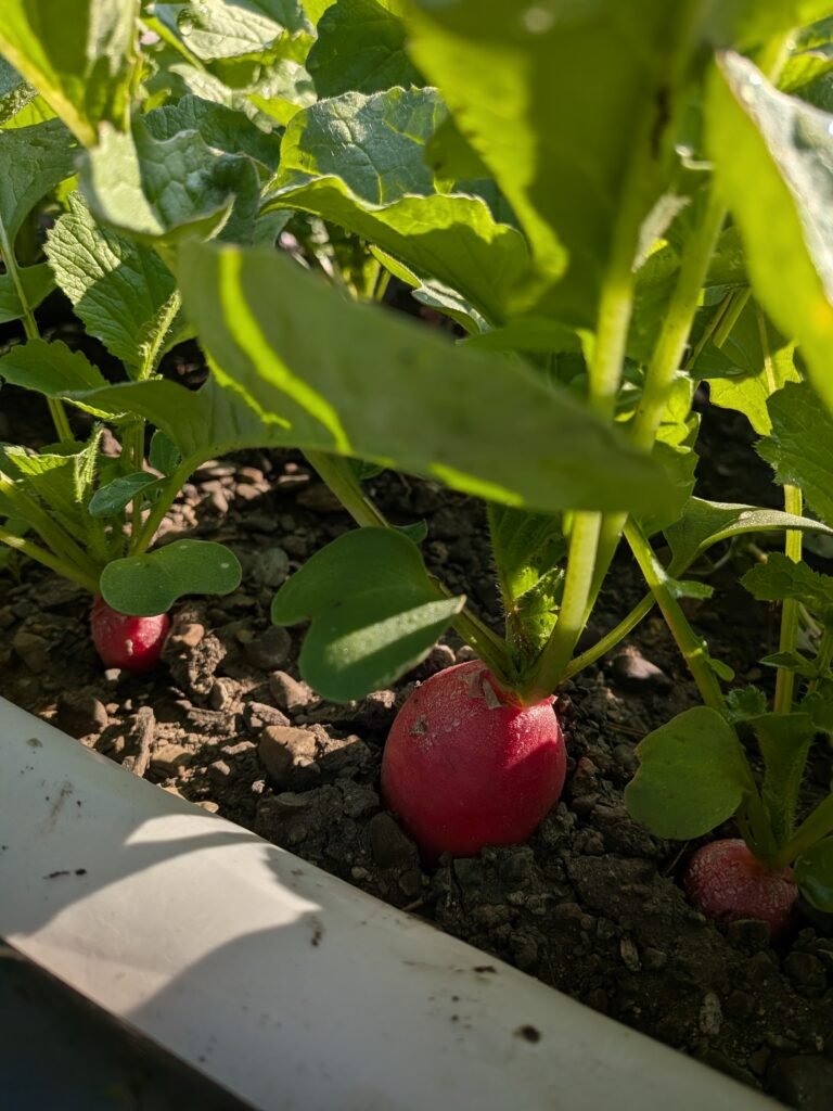 Rows of radishes growing in the garden.
