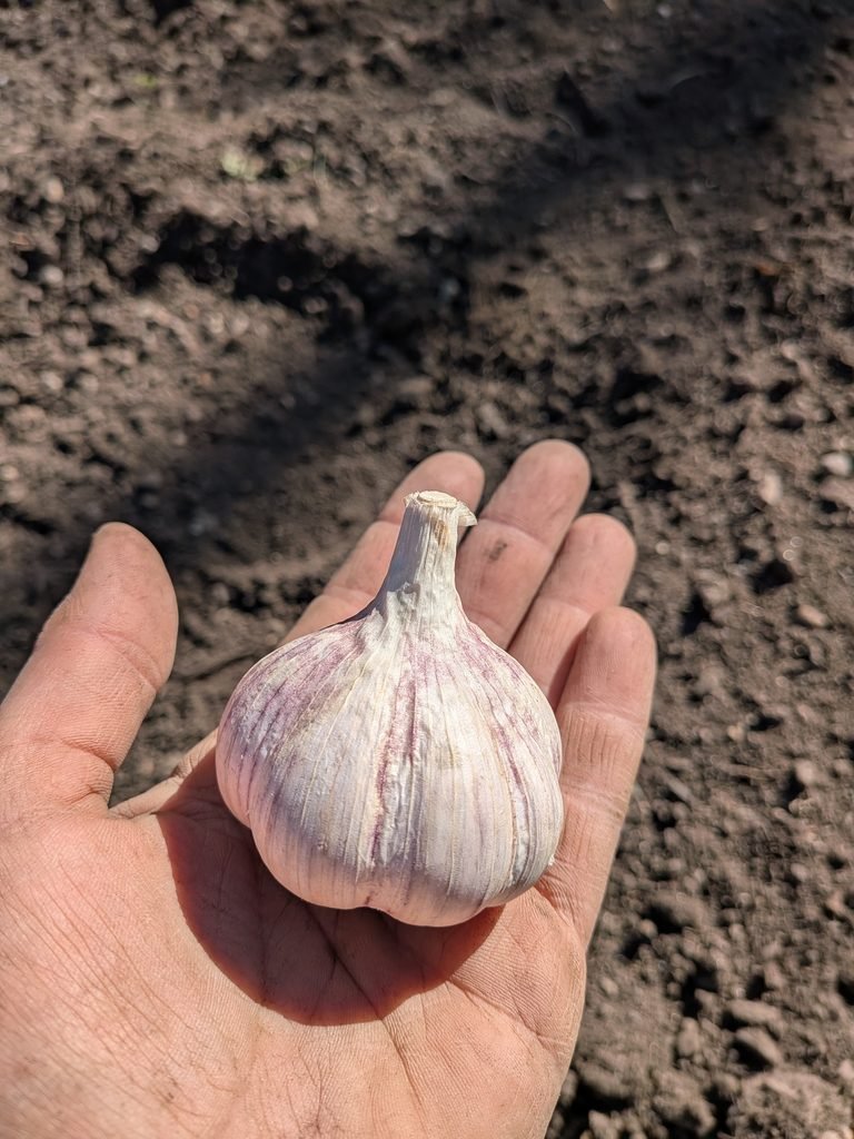 Bulb of Chesnok Red garlic