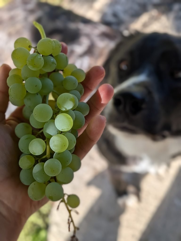 Homegrown grapes