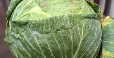 19 lb cabbage