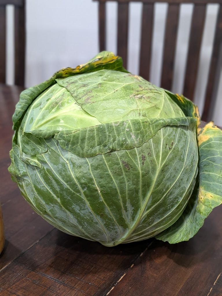 19 lb cabbage