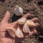 Planting garlic cloves