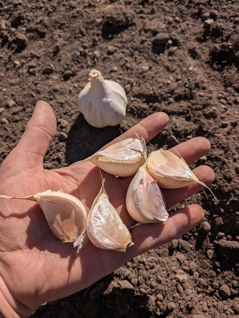 Planting garlic cloves