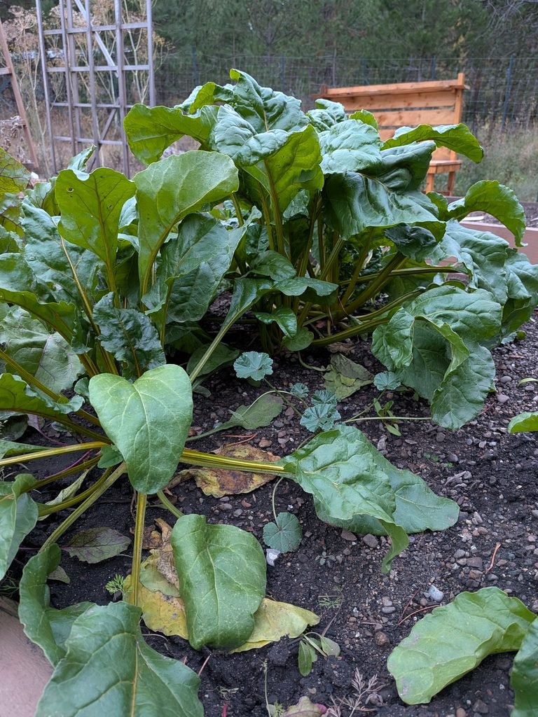 garden bed full of beets