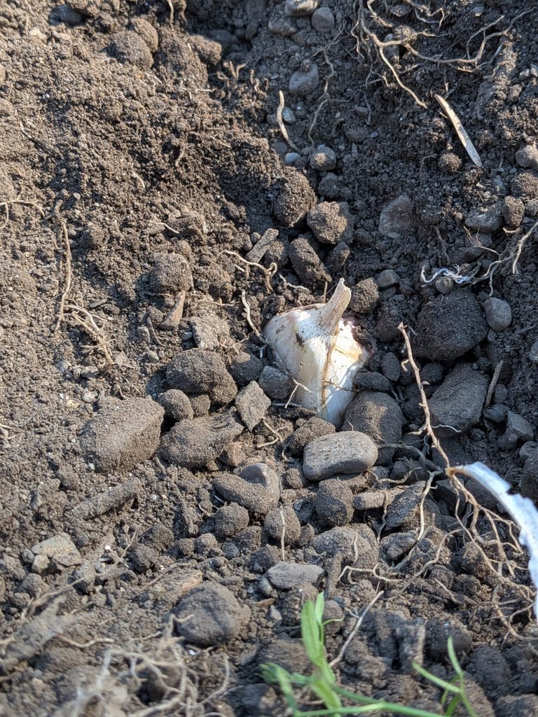 Planting garlic cloves